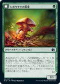 【JPN】シボウタケの若芽/巨大シボウタケ/Deathbonnet Sprout/Deathbonnet Hulk[MTG_MID_181U]