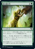 【JPN】旧き道の力/Might of the Old Ways[MTG_MID_189C]