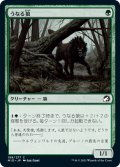 【JPN】うなる狼/Snarling Wolf[MTG_MID_199C]