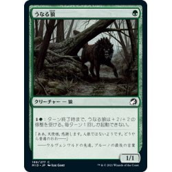 画像1: 【JPN】うなる狼/Snarling Wolf[MTG_MID_199C]