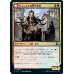 画像1: 【JPN】ケッシグの自然主義者/ウルヴェンワルドの王/Kessig Naturalist/Lord of the Ulvenwald[MTG_MID_231U]