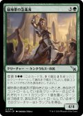 【JPN】緑地帯の急進派/Greenbelt Radical[MTG_MKM_0163_U]