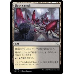 画像1: 【JPN】磨かれたやせ地/Scoured Barrens[MTG_MOM_0272L]