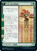 【JPN】天空に到る母聖樹/Boseiju Reaches Skyward//母聖樹の枝/Branch of Boseiju[MTG_NEO_177U]