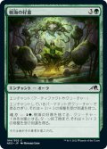 【JPN】樹海の好意/Favor of Jukai[MTG_NEO_184C]