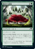 【JPN】融合する成長/Grafted Growth[MTG_NEO_188C]