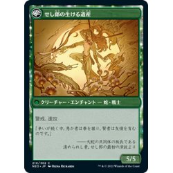 画像2: 【JPN】せし郎師匠の伝承/Tales of Master Seshiro//せし郎の生ける遺産/Seshiro's Living Legacy[MTG_NEO_210C]