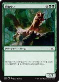 【JPN】梢喰らい/Canopy Gorger[MTG_OGW_129C]