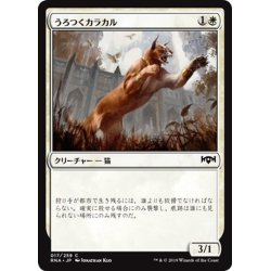 画像1: 【JPN】うろつくカラカル/Prowling Caracal[MTG_RNA_017C]