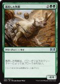 【JPN】激昂した角獣/Enraged Ceratok[MTG_RNA_125U]