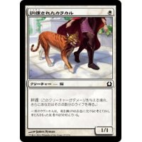 【JPN】訓練されたカラカル/Trained Caracal[MTG_RTR_027C]