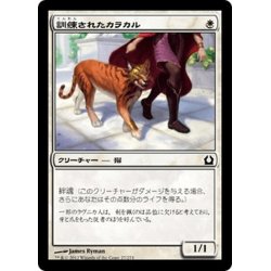 画像1: 【JPN】訓練されたカラカル/Trained Caracal[MTG_RTR_027C]