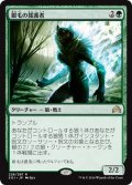 【JPN】銀毛の援護者/Silverfur Partisan[MTG_SOI_228R]