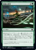 【JPN】執拗な探求/Relentless Pursuit[MTG_THB_195C]