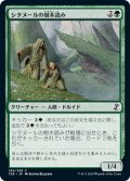 【JPN】シタヌールの樹木読み/Citanul Woodreaders[MTG_TSR_199C]