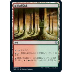 画像1: 【JPN】菌類の到達地/Fungal Reaches[MTG_TSR_279U]