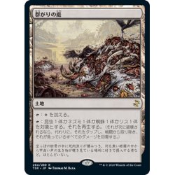 画像1: 【JPN】群がりの庭/Swarmyard[MTG_TSR_284R]