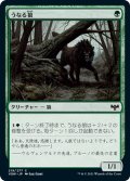 【JPN】うなる狼/Snarling Wolf[MTG_VOW_219C]