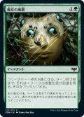 【JPN】魔女の巣網/Witch's Web[MTG_VOW_227C]