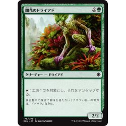 画像1: 【JPN】開花のドライアド/Blossom Dryad[XLN_178C]