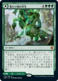 【JPN】変わり樹の共生/うねる森、変わり樹/Turntimber Symbiosis/Turntimber, Serpentine Wood[MTG_ZNR_215M]