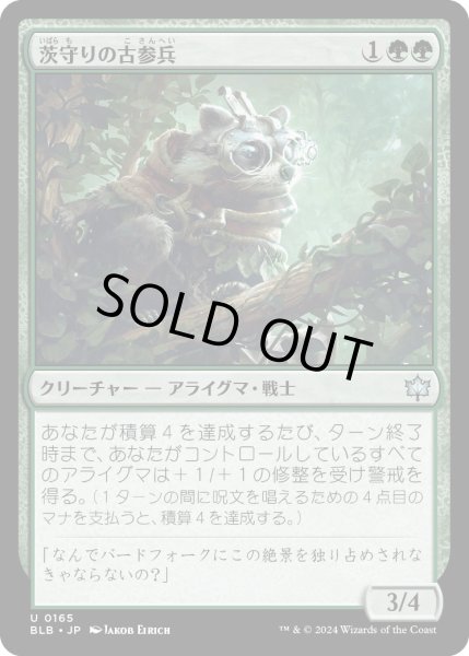 画像1: 【JPN】茨守りの古参兵/Brambleguard Veteran [MTG_BLB_0165_U] (1)