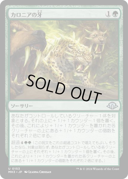 画像1: 【JPN】カロニアの牙/Fangs of Kalonia[MTG_MH3_0153_U] (1)