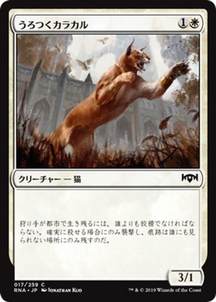 画像1: 【JPN】うろつくカラカル/Prowling Caracal[MTG_RNA_017C] (1)