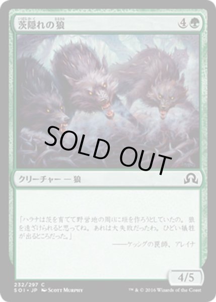 画像1: 【JPN】茨隠れの狼/Thornhide Wolves[MTG_SOI_232C] (1)